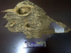 agarwood grade super