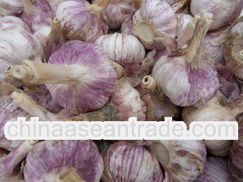 normal white Garlic Carton Packing