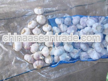 normal white garlic 2013 new crop