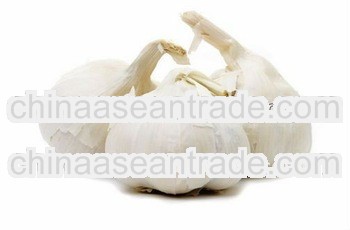 normal white/purple garlic 2013 new crop