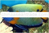 live marine tropical fish