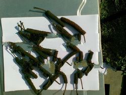 THE BEST QUALITY LONG PEPPER ORIGIN INDONESIA ( 2 - 3 U$/KG )