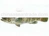 Green Grouper