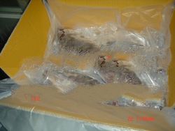 Fresh Water Fish/ Tilapia