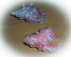 Candle Wedding Souvenir - Big Sea Shell Candle