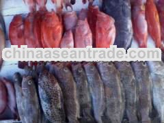 Mix fresh Lapu-lapu variety