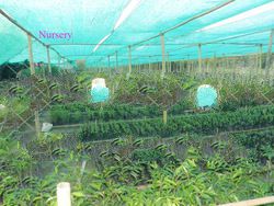 Agarwood Plantation