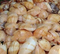 raw shell melo amphora polished shell for decor art collectable