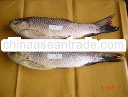 Frozen Rohu Fish