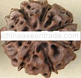 7 Mukhi Rudraksha Bead