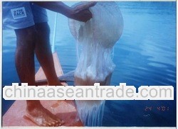 RS Sealand Fresh Whole Jellyfish Products