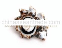Shell rings