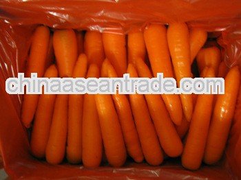 organic red carrot