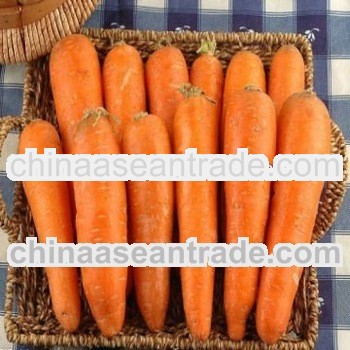 our factory export new crop fresh carrot / good price