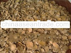 CURCUMA XANTHORRIZA ROXB