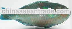 Parrot Fish