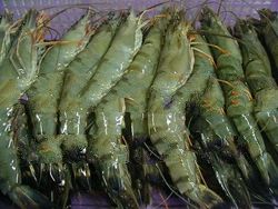 Big sizes Fresh black tiger shirmp