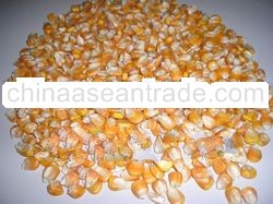 Yellow Corn (Maize)