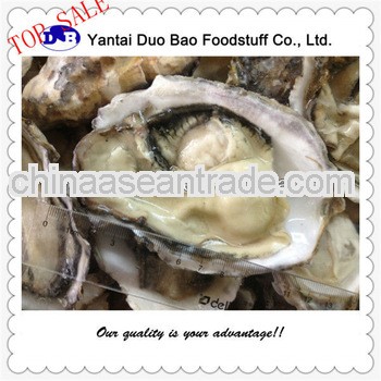 pacific giant oyster seafood