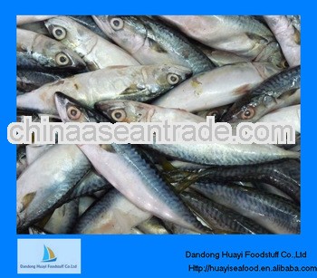 pacific mackerel whole round