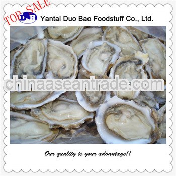 pacific oyster frozen seafood