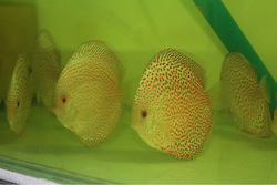 Golden Eruption leopard snake highbody