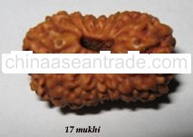 Rudrksha Java 17 Mukhi Beads