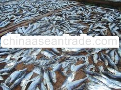 Dried Fish