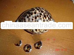 TIGER COWRIE WHITE BACKGROUND Shell Button