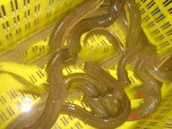  Live Rice Field Eels