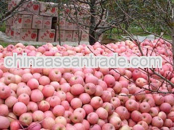 price for fresh apple
