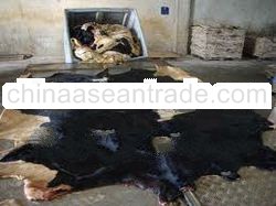 Wet Salted Cow Head Skin ready for export world wide
