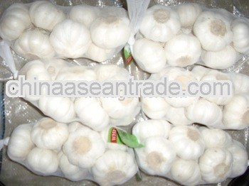 purchase garlic in best price and top quality