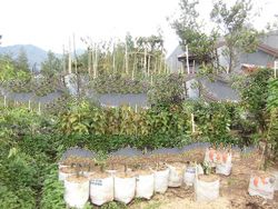Bougainvillea unrooted cutting