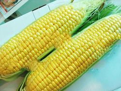 Frozen Fresh Sweet Corn (Cob's)