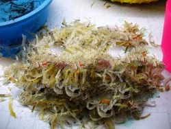 Cave Bird Nest Semi Raw