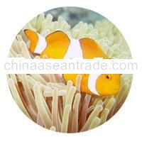 Live Marine Tropical Fish & Invertebrates