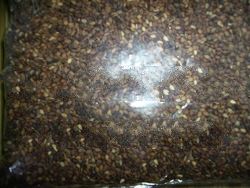 Reddish Brown Sesame seeds