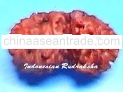 28mm Gauri Shankar Rudraksha