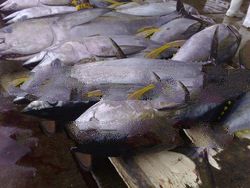 FRESH YELLOWFIN TUNA