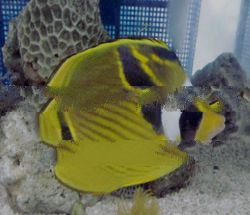 lunula butterfly fish