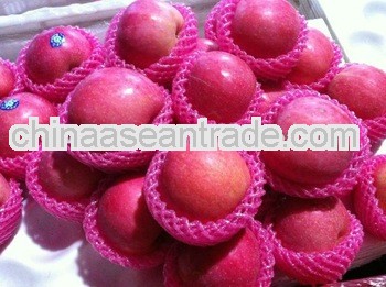 qixia red fuji apples direct manufacturer