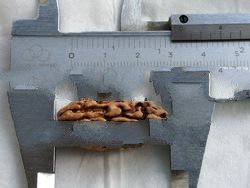 Super size 3 or 4 Mukhi Rudraksh