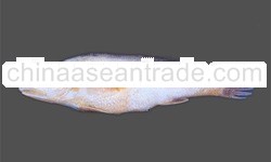 Croaker