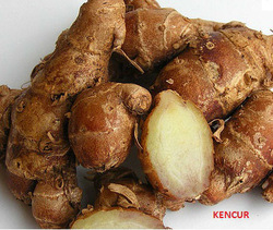 Kencur/Aromatic ginger/Sand ginger/Cutcherry/Resurrection lily