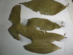 CURRY LEAVES OR SENA LEAVES