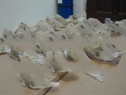 Raw Birdnest Wholesale A++,A,B,Shred