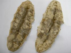 Seacucumber Or Teripang