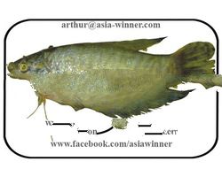 KALISHA (Silonia silondia)