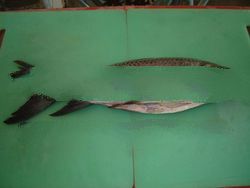 Frozen Rohu Fish( Gutted or Back Gutted )